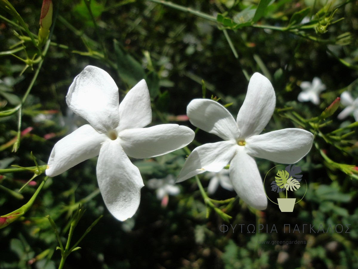 Γιασεμί Χιώτικο (Jasminum grandiflorum) - 3 lt